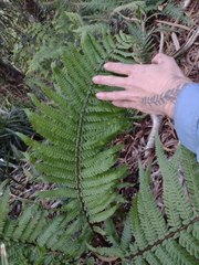 Dryopteris fuscoatra