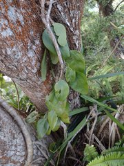 Cocculus orbiculatus