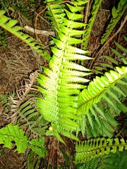Dryopteris fuscoatra