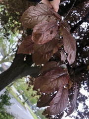 Prunus