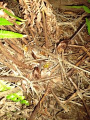 Dryopteris fuscoatra