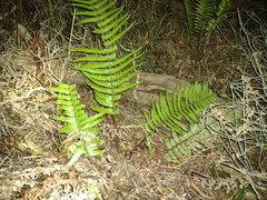 Dryopteris fuscoatra