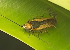 Ellipsidion bicolor