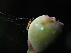 Syllophopsis modesta