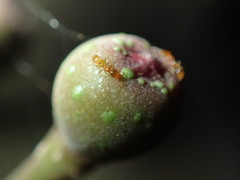 Syllophopsis modesta