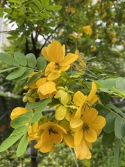 Senna surattensis