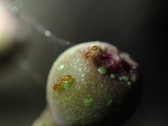 Syllophopsis modesta