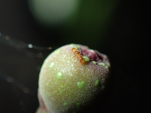 Monomorium modestum