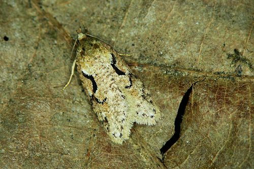 Semioscopis steinkellneriana (Denis & Schiffermüller), 1775