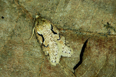 Semioscopis steinkellneriana