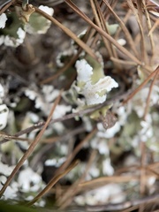 Cladonia prostrata