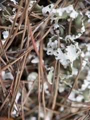 Cladonia prostrata