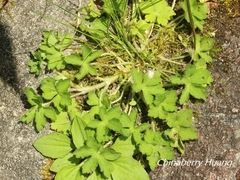 Geranium nepalense thunbergii