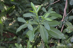 Rauvolfia caffra