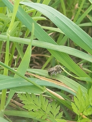 Merodon equestris