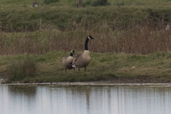 Branta canadensis
