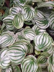 Peperomia argyreia
