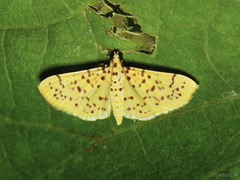 Conogethes punctiferalis