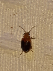 Prionocyphon discoideus