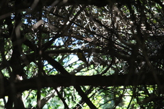 Ploceus bicolor bicolor