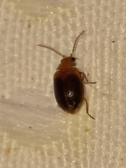 Prionocyphon discoideus