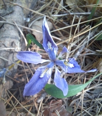 Iris rossii