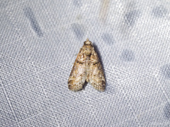 Lophoptera