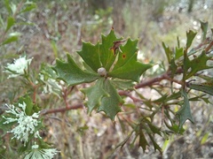 Hakea tuberculata