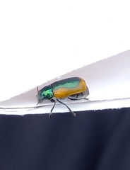 Smaragdina limbata