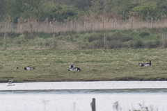 Branta leucopsis