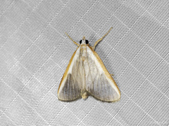 Pylartes subcostalis