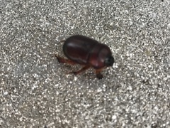 Temnorhynchus retusus