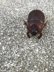 Temnorhynchus retusus