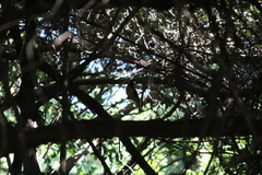 Ploceus bicolor bicolor