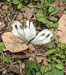 Pieris canidia