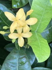 Ochna thomasiana