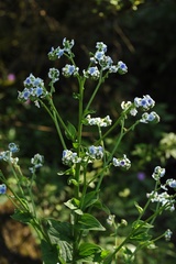 Adelocaryum lambertianum