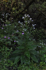 Adelocaryum lambertianum