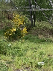 Sturnus vulgaris
