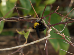Xylocopa minor