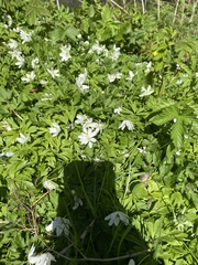 Anemonoides nemorosa