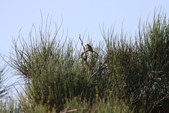 Luscinia megarhynchos