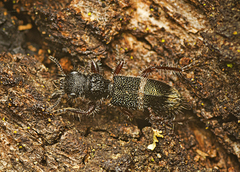 Lemidia