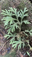 Selaginella delicatula