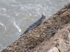 Periophthalmus chrysospilos