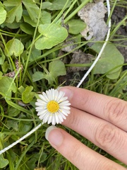 Bellis perennis