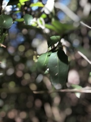 Chionanthus foveolatus