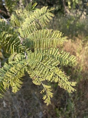 Albizia harveyi