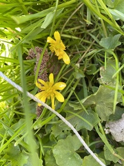 Ficaria verna