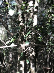 Chionanthus foveolatus